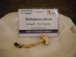 tricholoma album